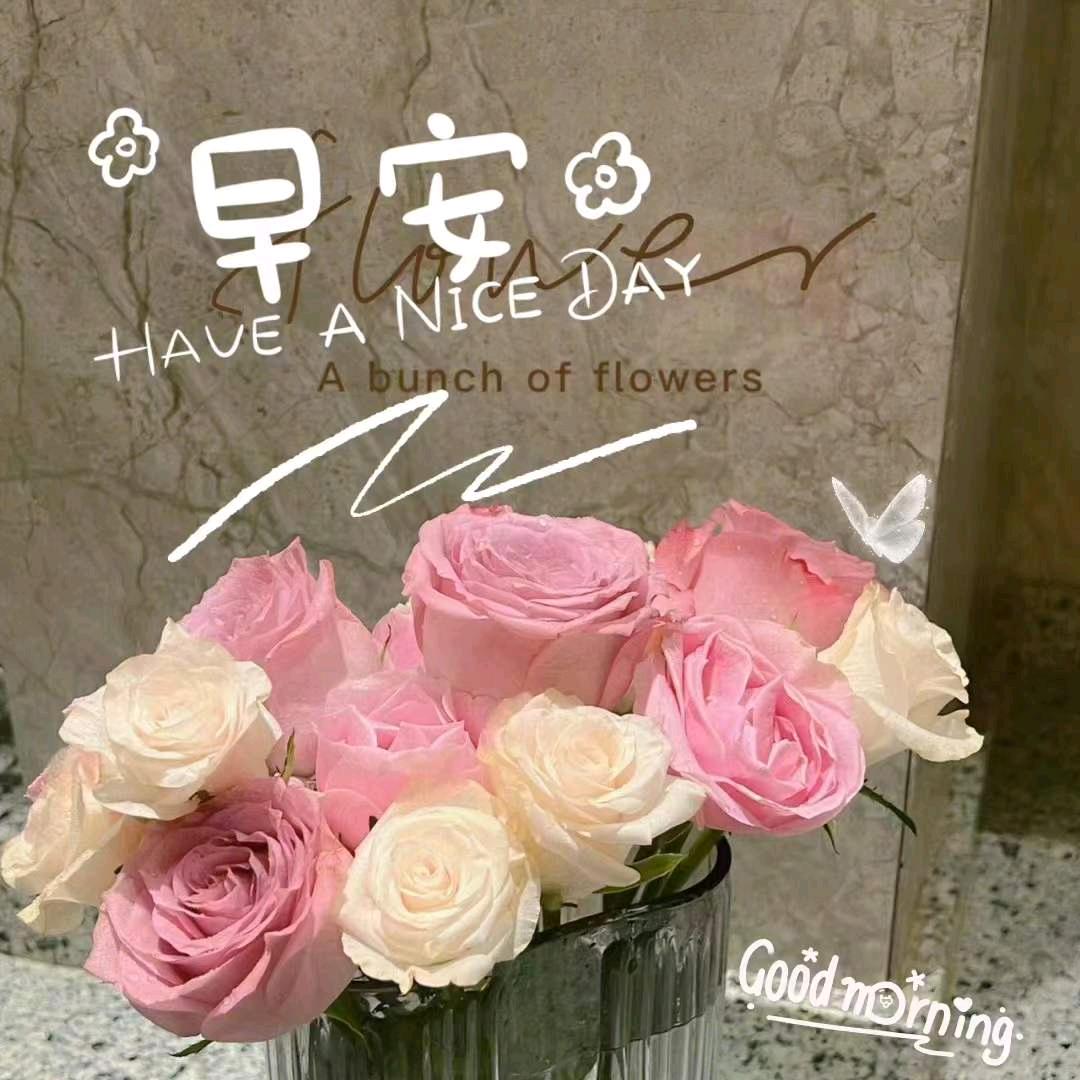 早茶月光