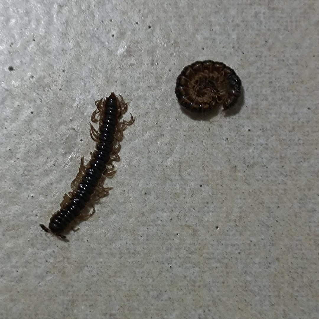 1613280gghwortaswert