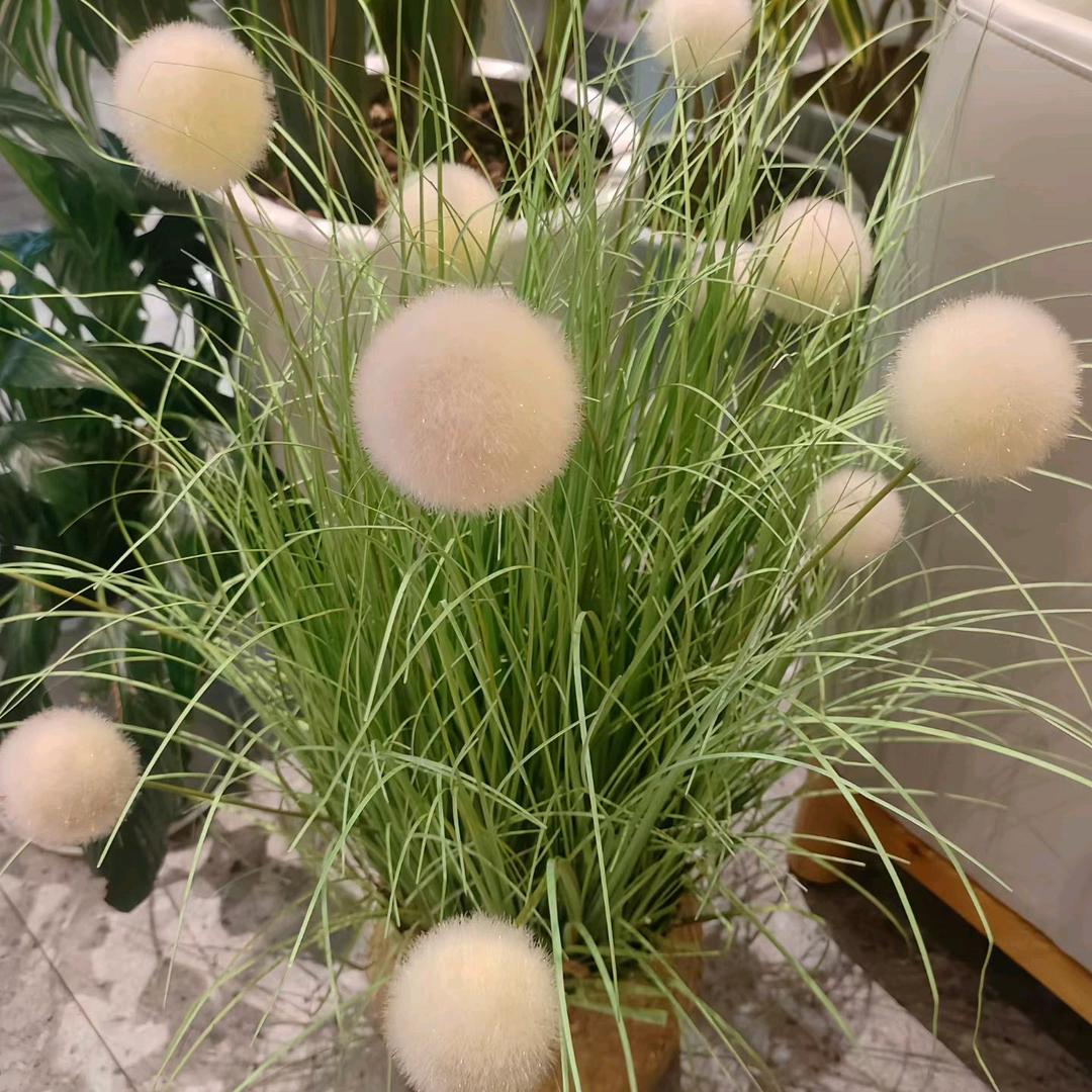 🦋꧁💞᪲梅子᭄꧂🦋