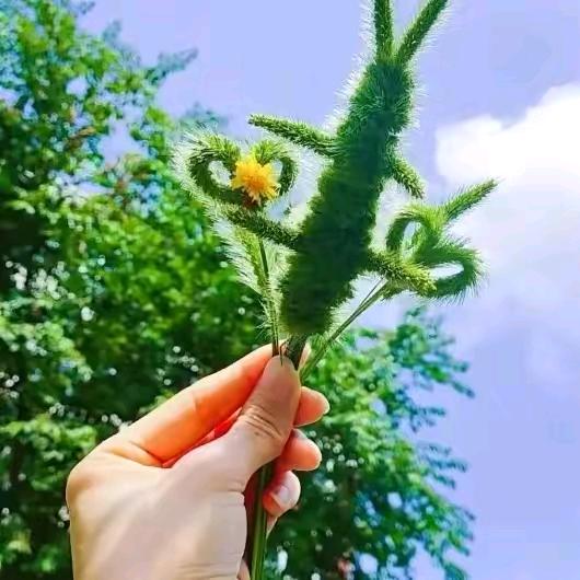 ☀️憨憨💫