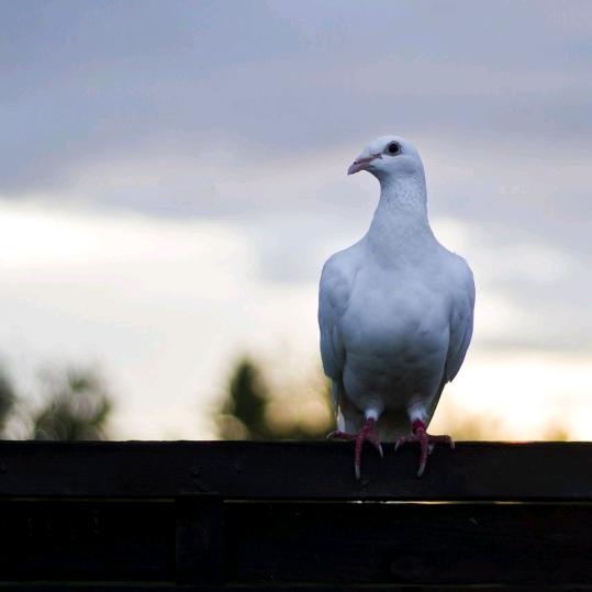 乐虫虫信鸽(异色信鸽养殖批发)