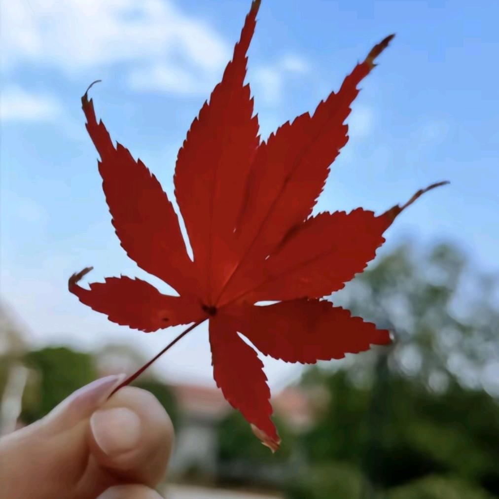 叶子姐姐🍁