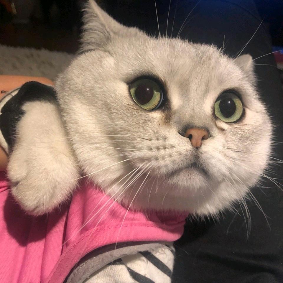  循环的歌 