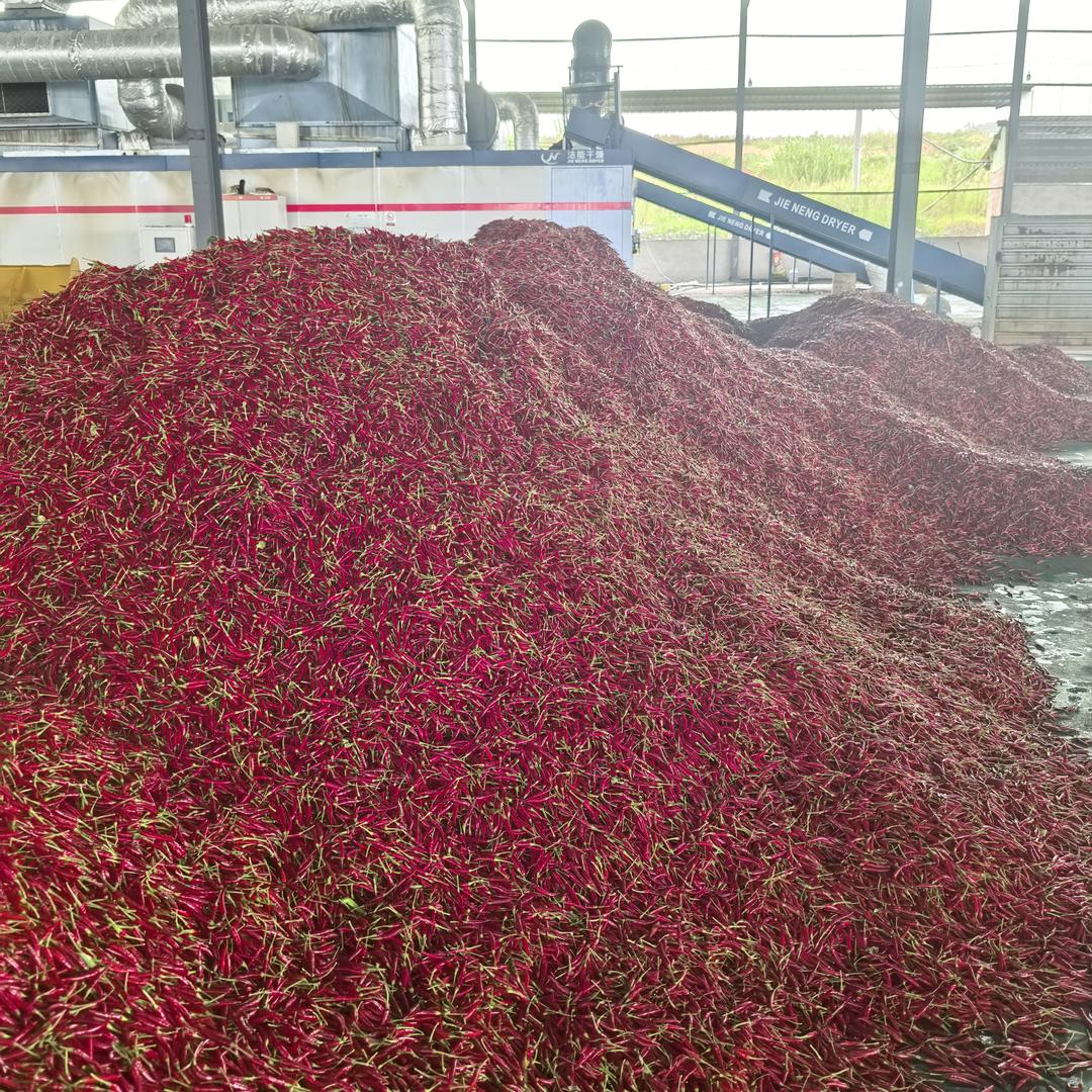 万亩金色辣椒基地🌶