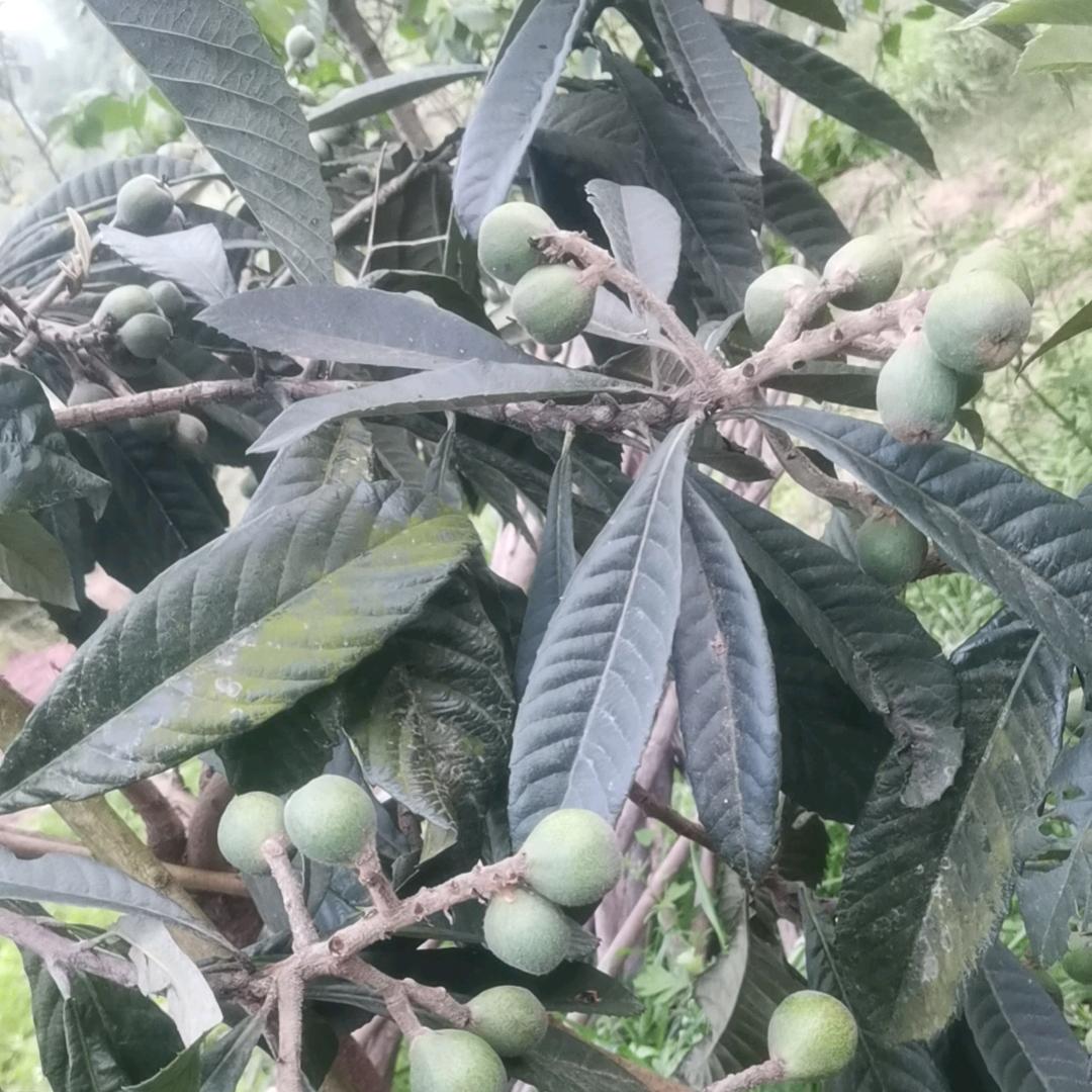 华蓥市专业:翻样:制作:绑扎:承包钢筋!