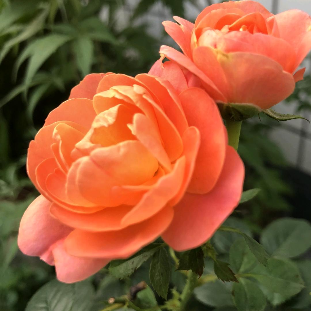 春暖花开.