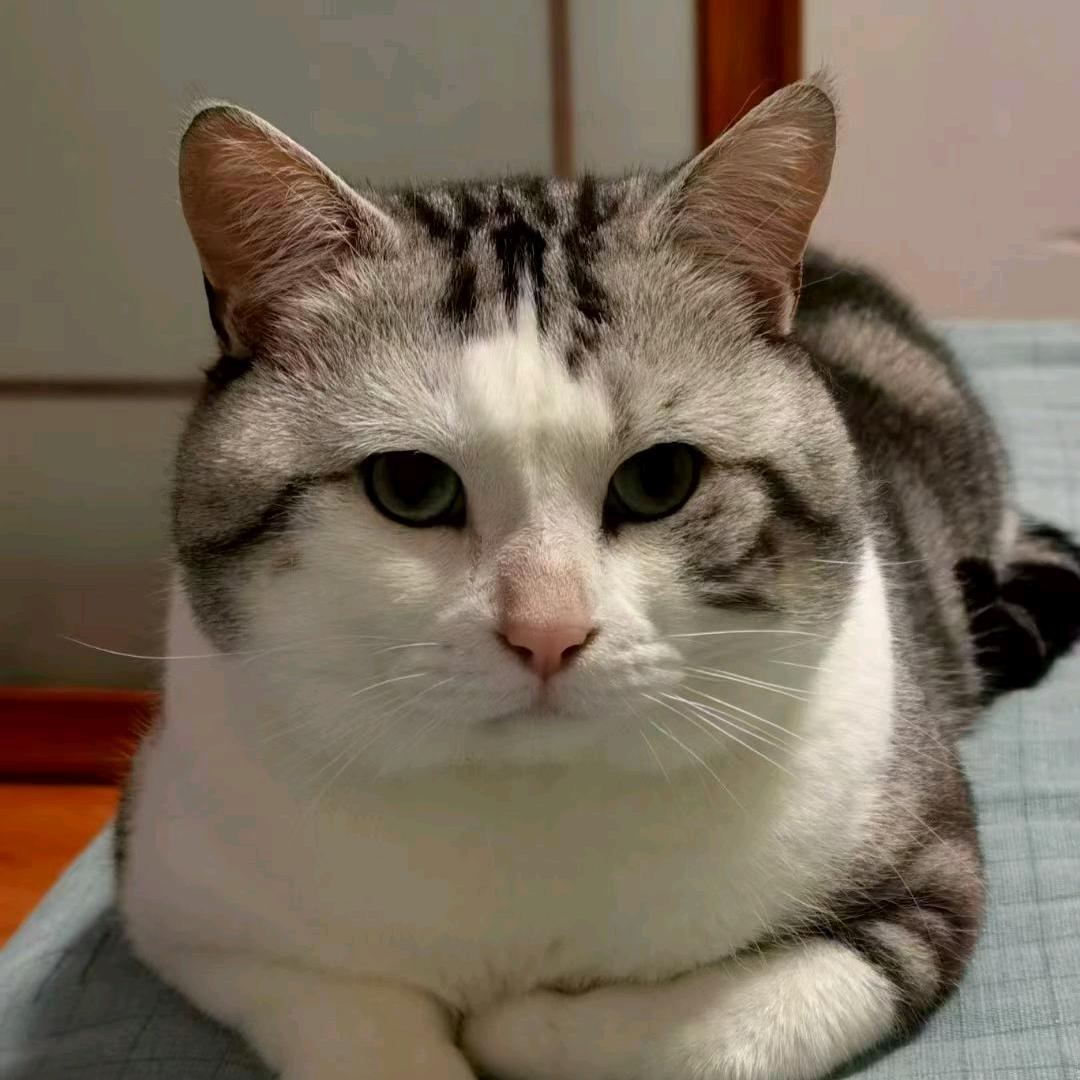 🐱泰迪是只猫🐱