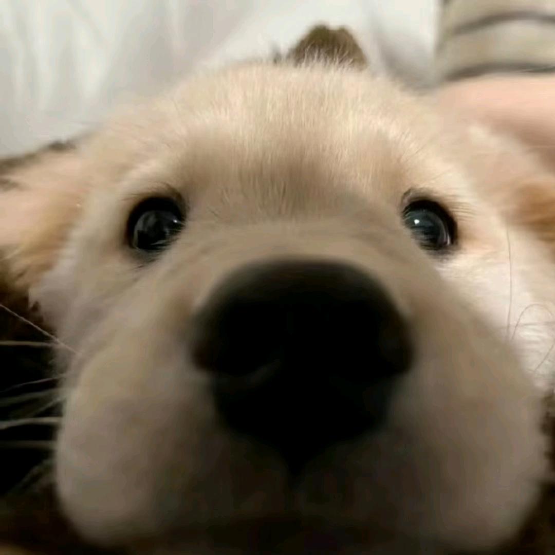 佑佑