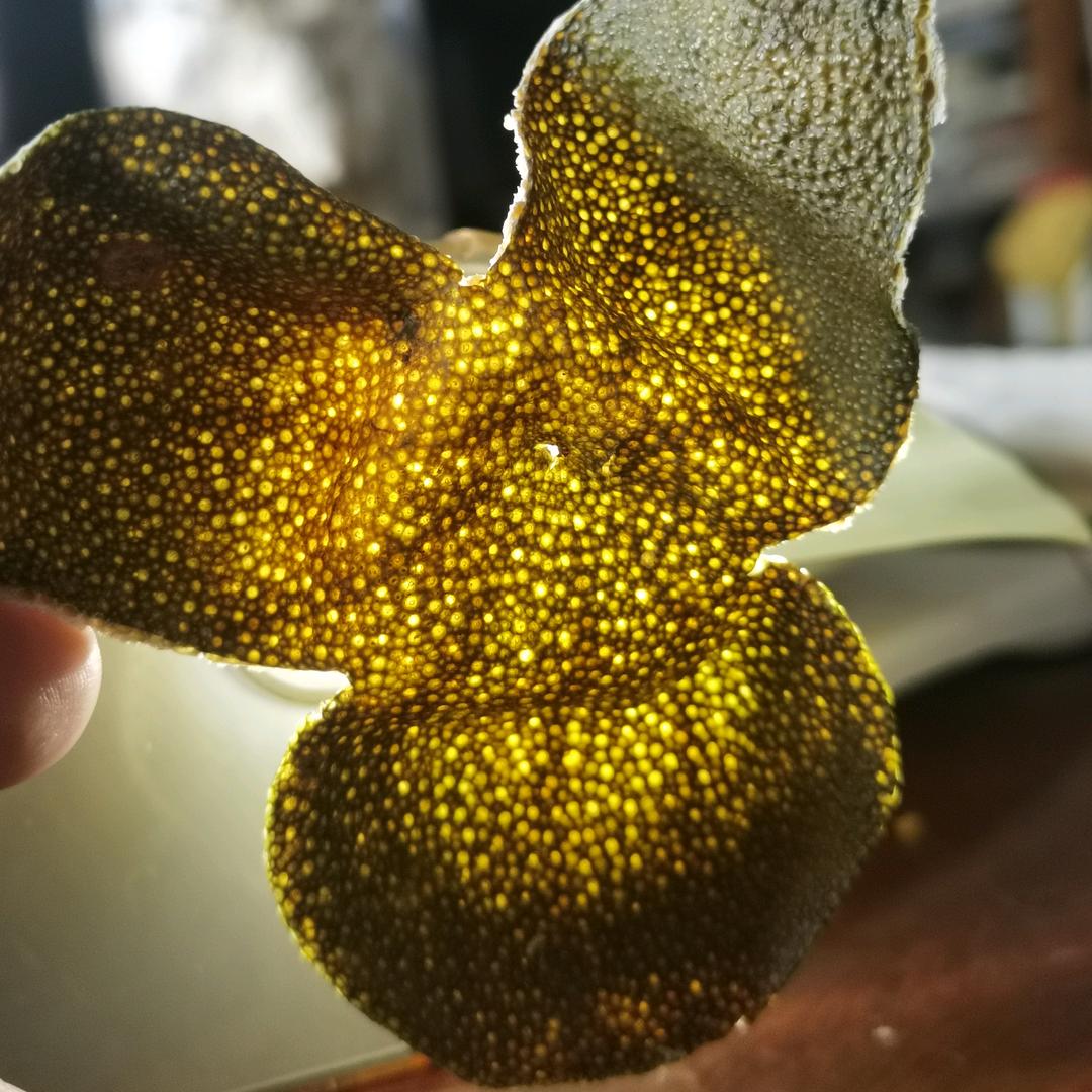 胜强陈皮收藏