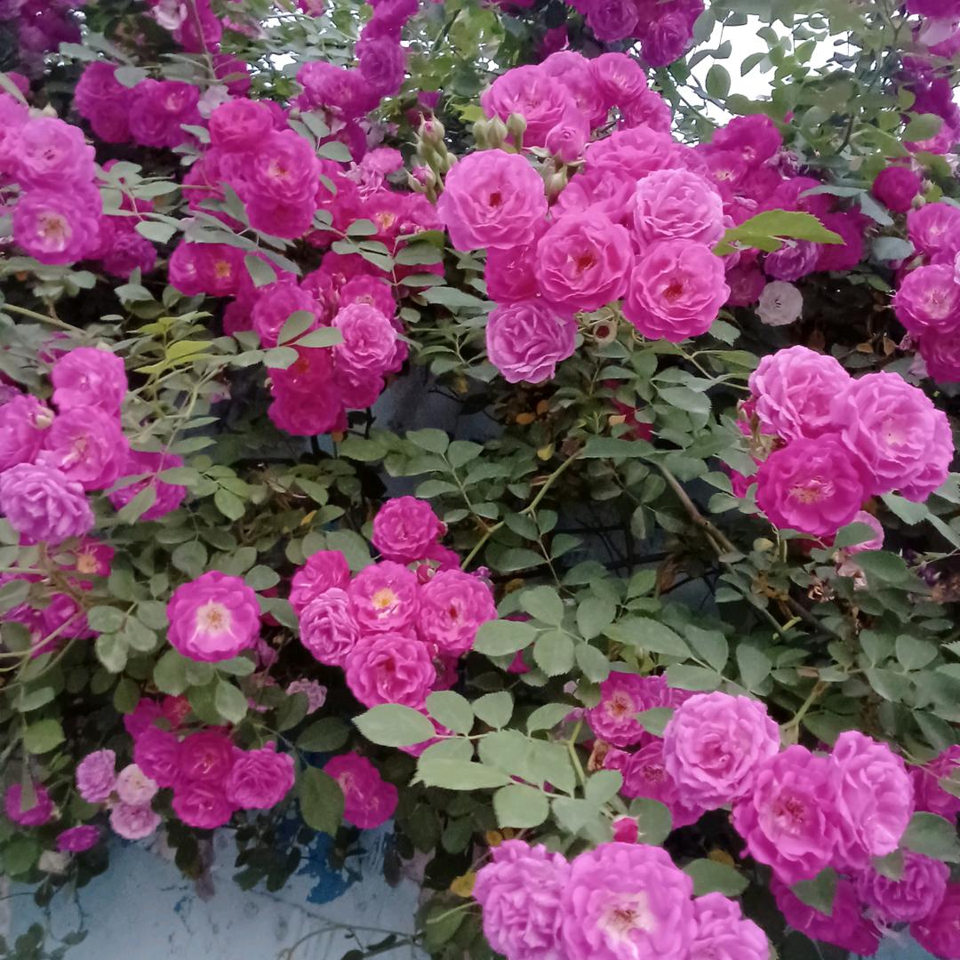十里桃花