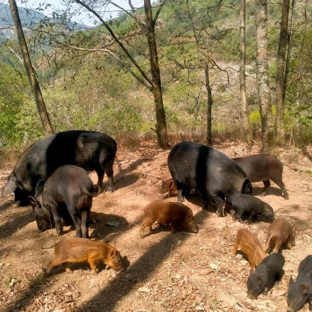 蓟州山坡土猪肉