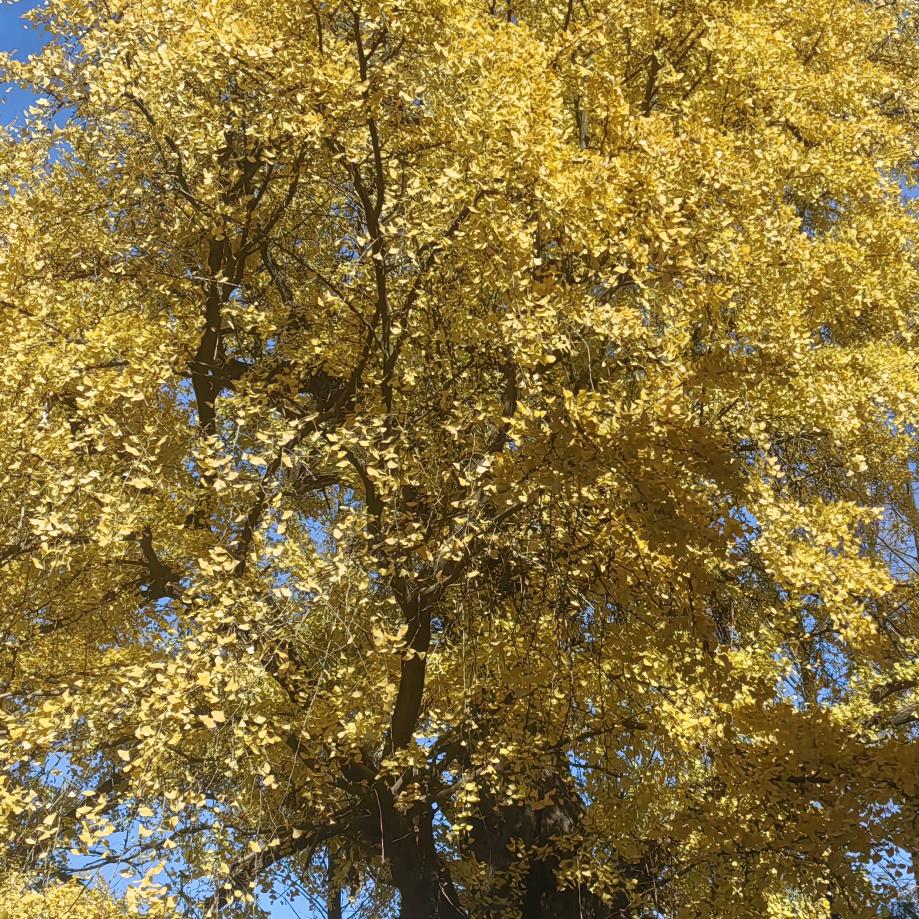 吉星高赵（跨区收割）