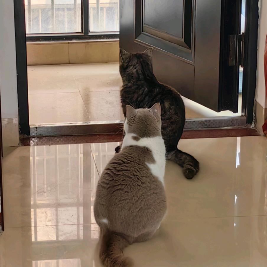 饭桶是只黑渐层~