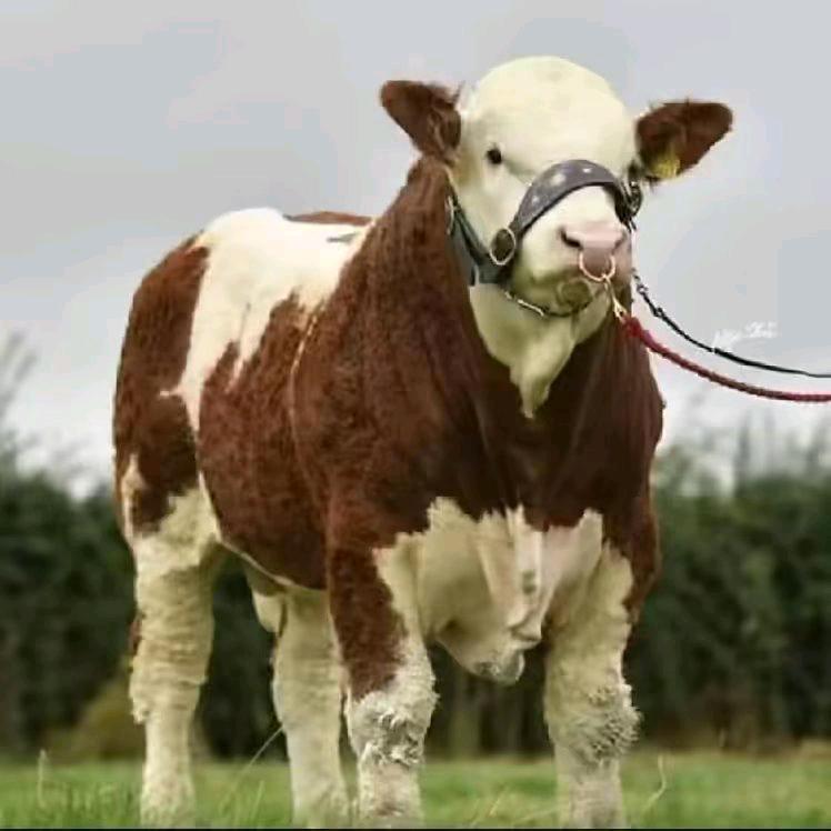 恒志养殖@陶家二少