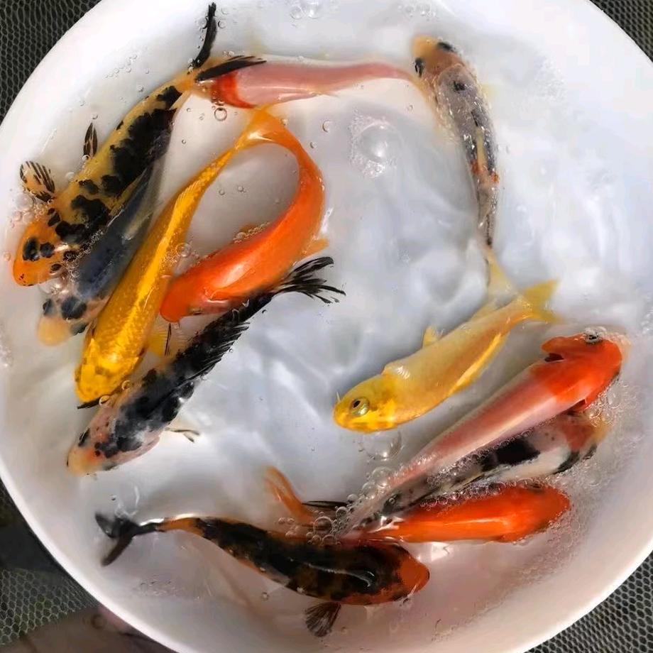 苏鲤