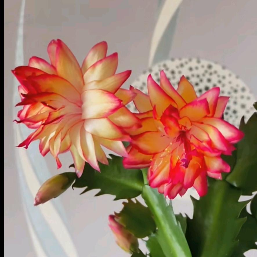 山东大吉蟹爪兰嫁接与养护