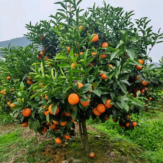 植得种植场