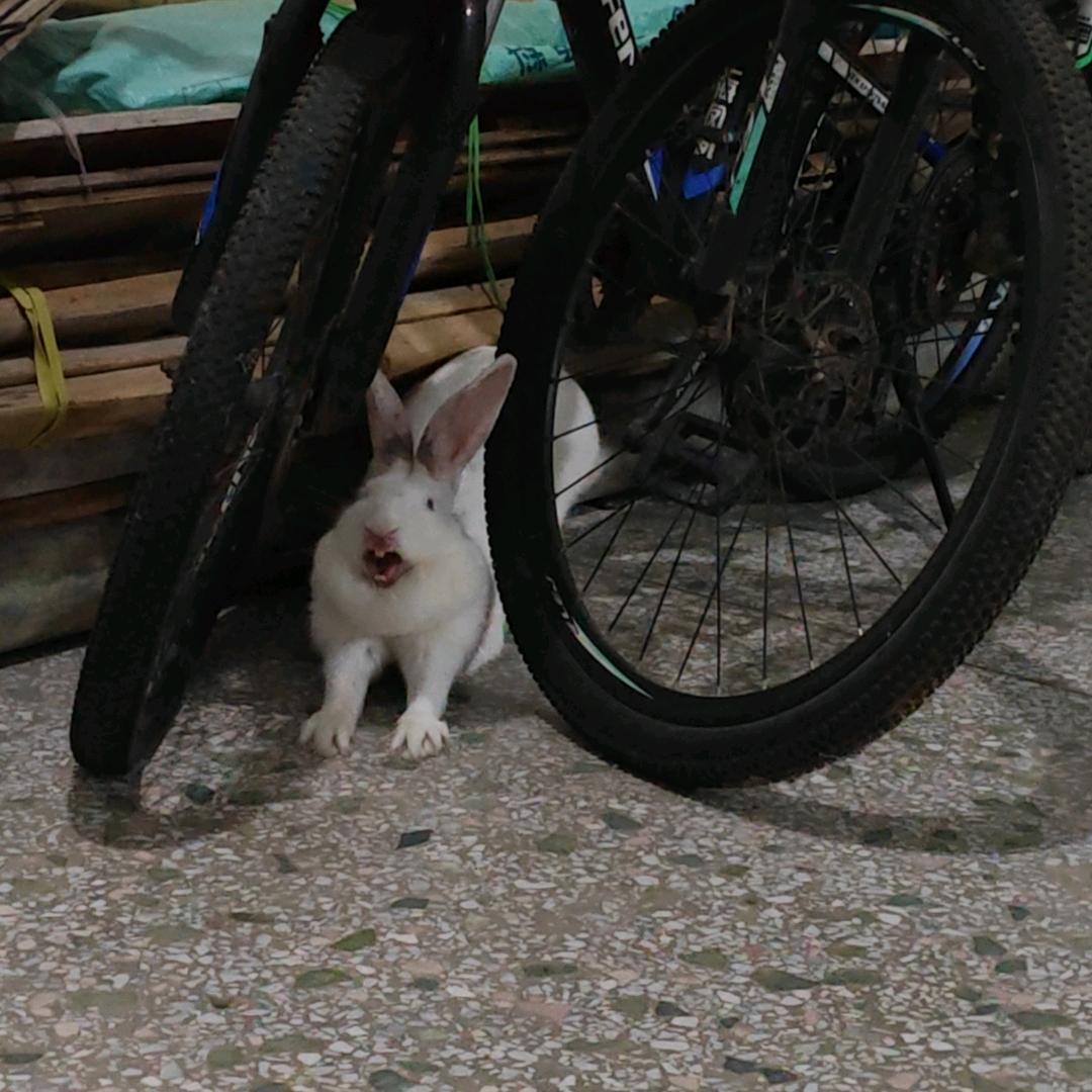 有点胆小的女孩