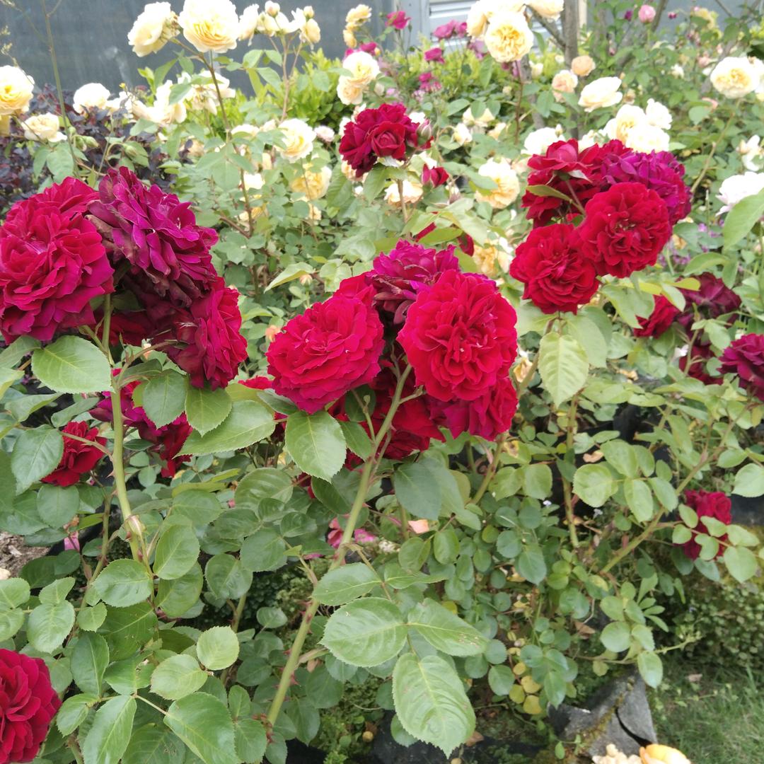 《有爱就有幸福》