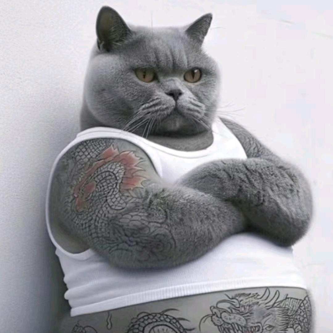 🌈🌈🌈懒惰的猫