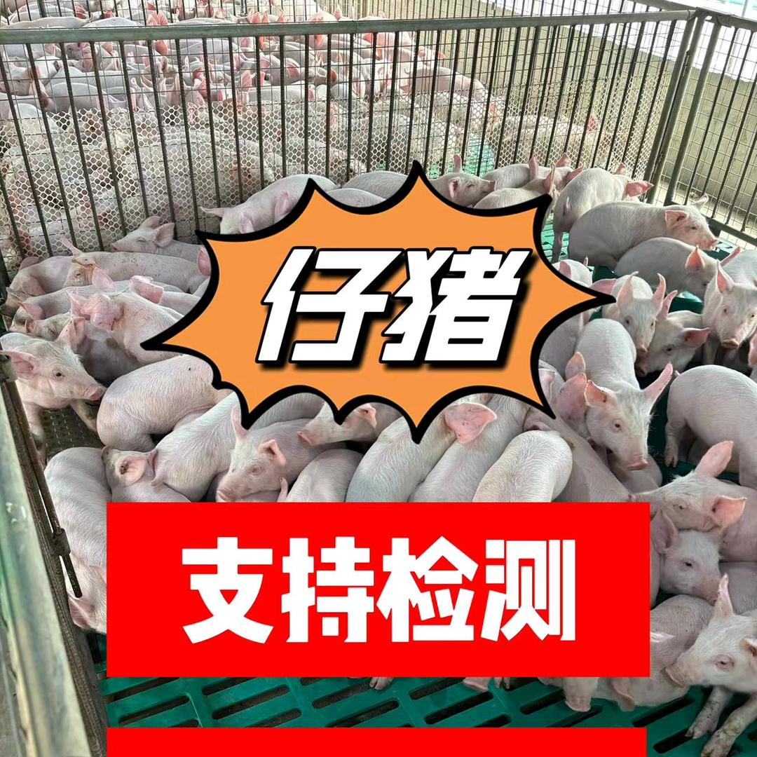 三只猪（仔猪繁育基地）