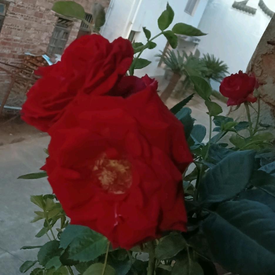 🌷🌸海🌸燕🌹🌹