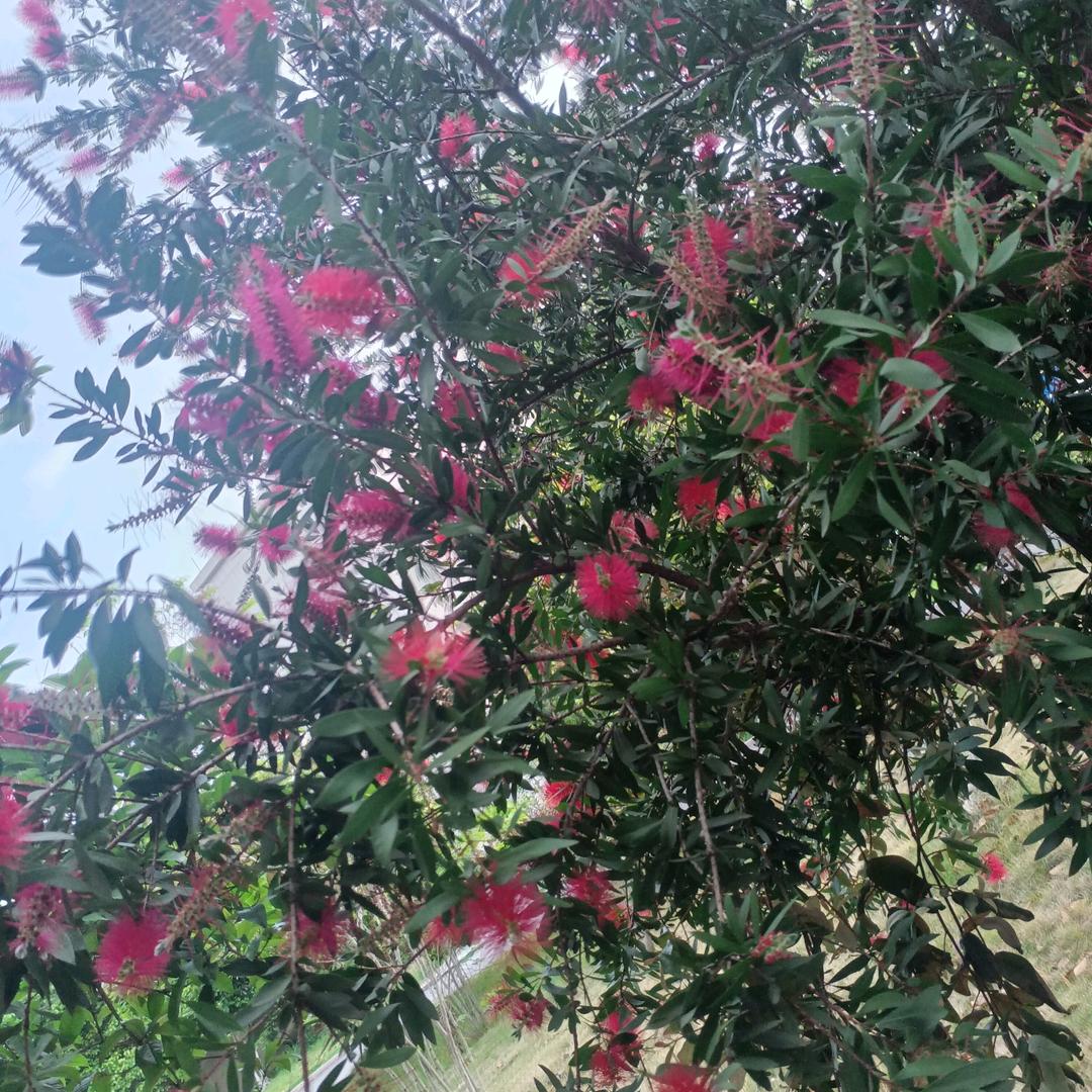 指尖上的百合
