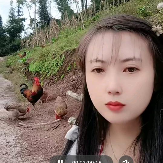 雪儿🌸跑山鸡养殖