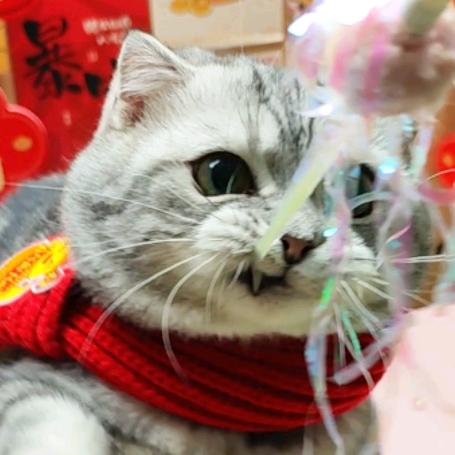 鼓捣猫呢