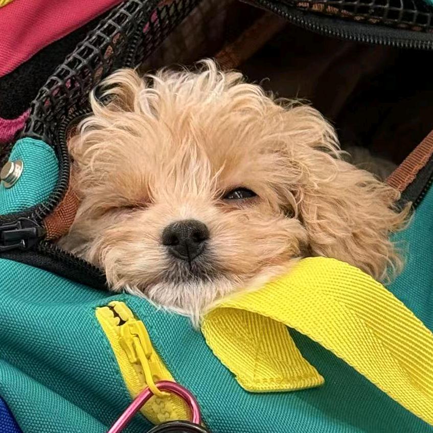 卷饼的生活日记🌮