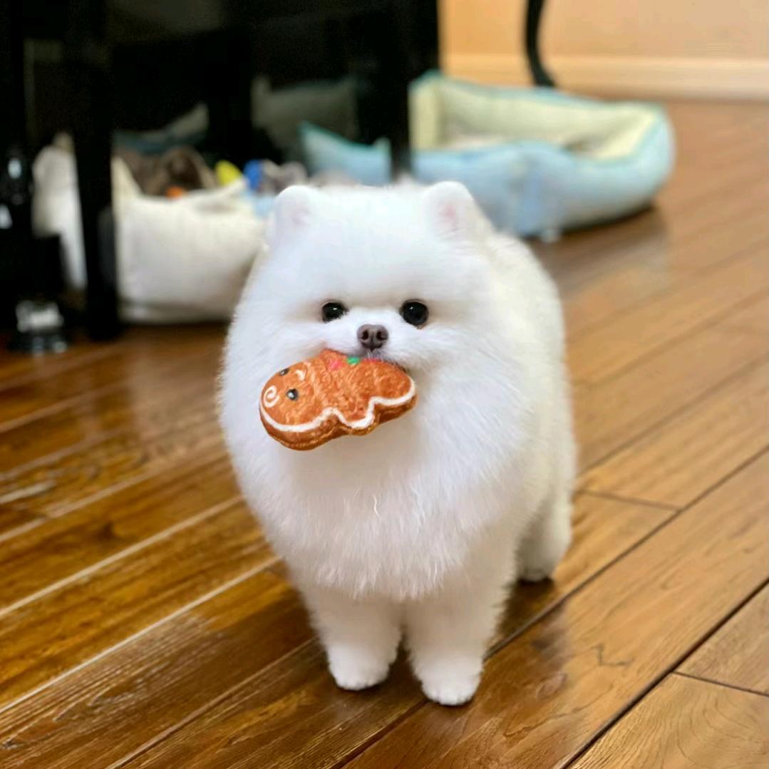 阿莫斯萌宠
