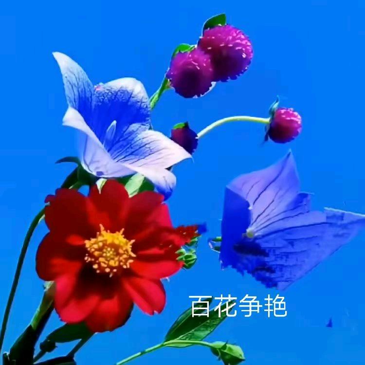 《幸运之花》