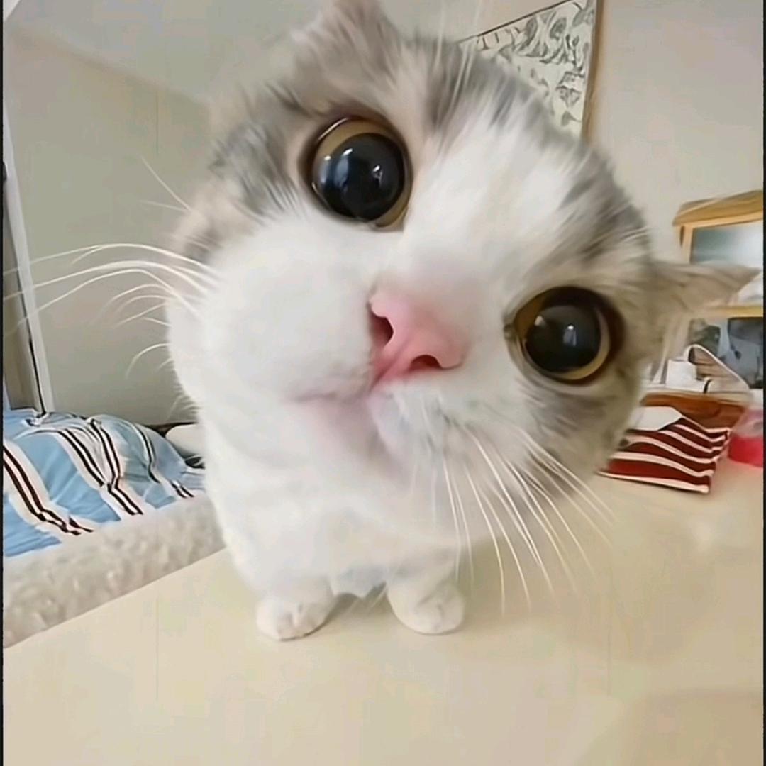 墨✪ω✪言