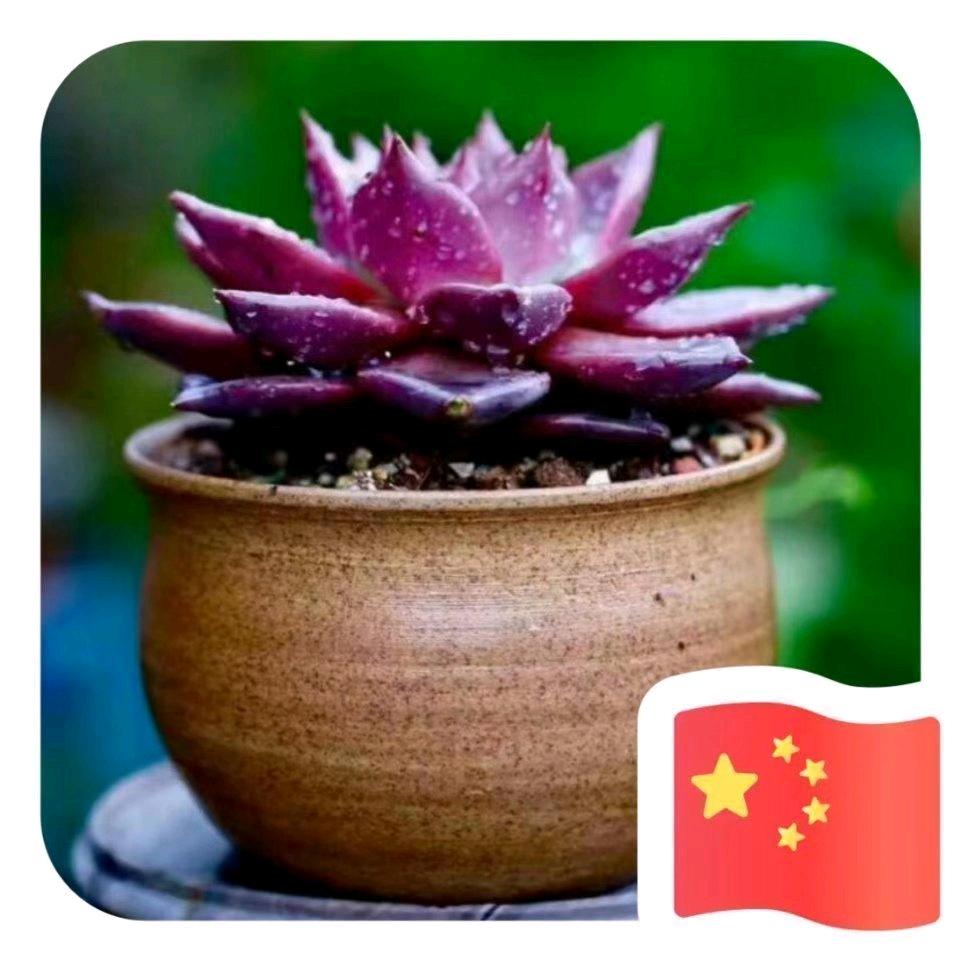 小姐姐