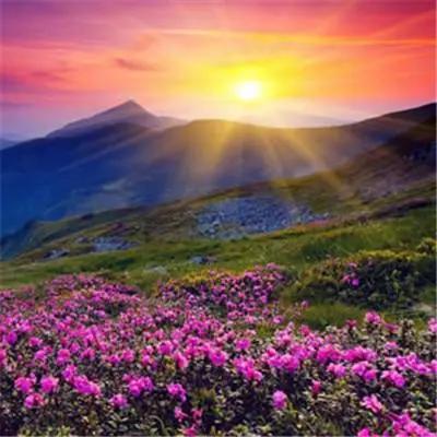 好运来🌻🌻🌻