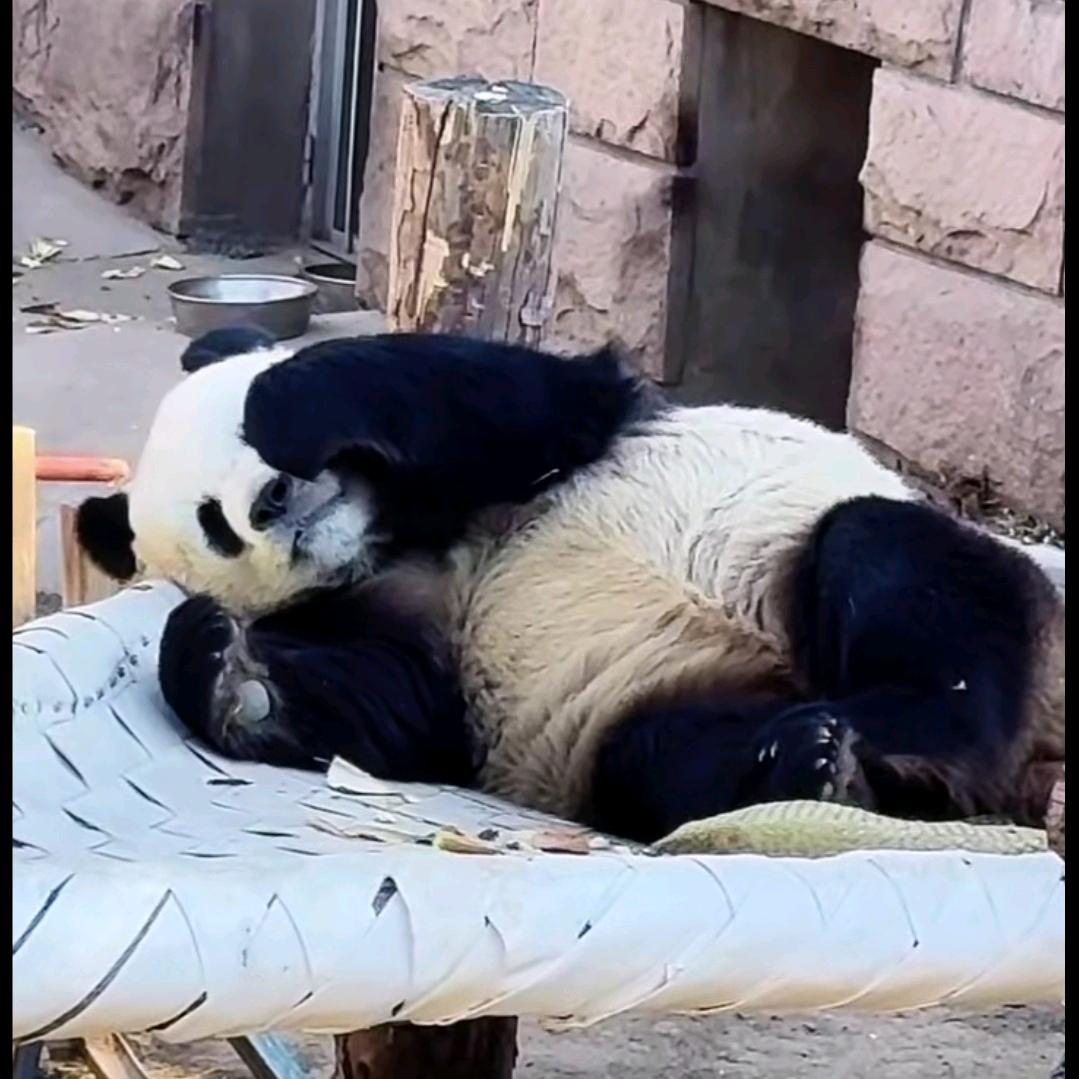 无敌小萌兰