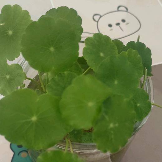🌸花花🌸