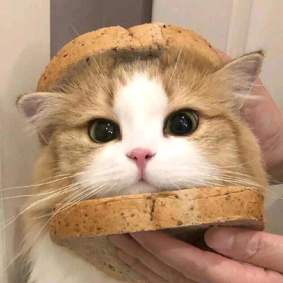 萝卜