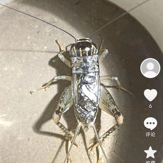 爱好野生蛐蛐。老周