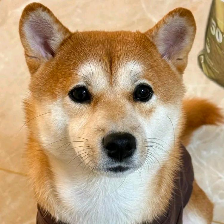 cheems淼淼