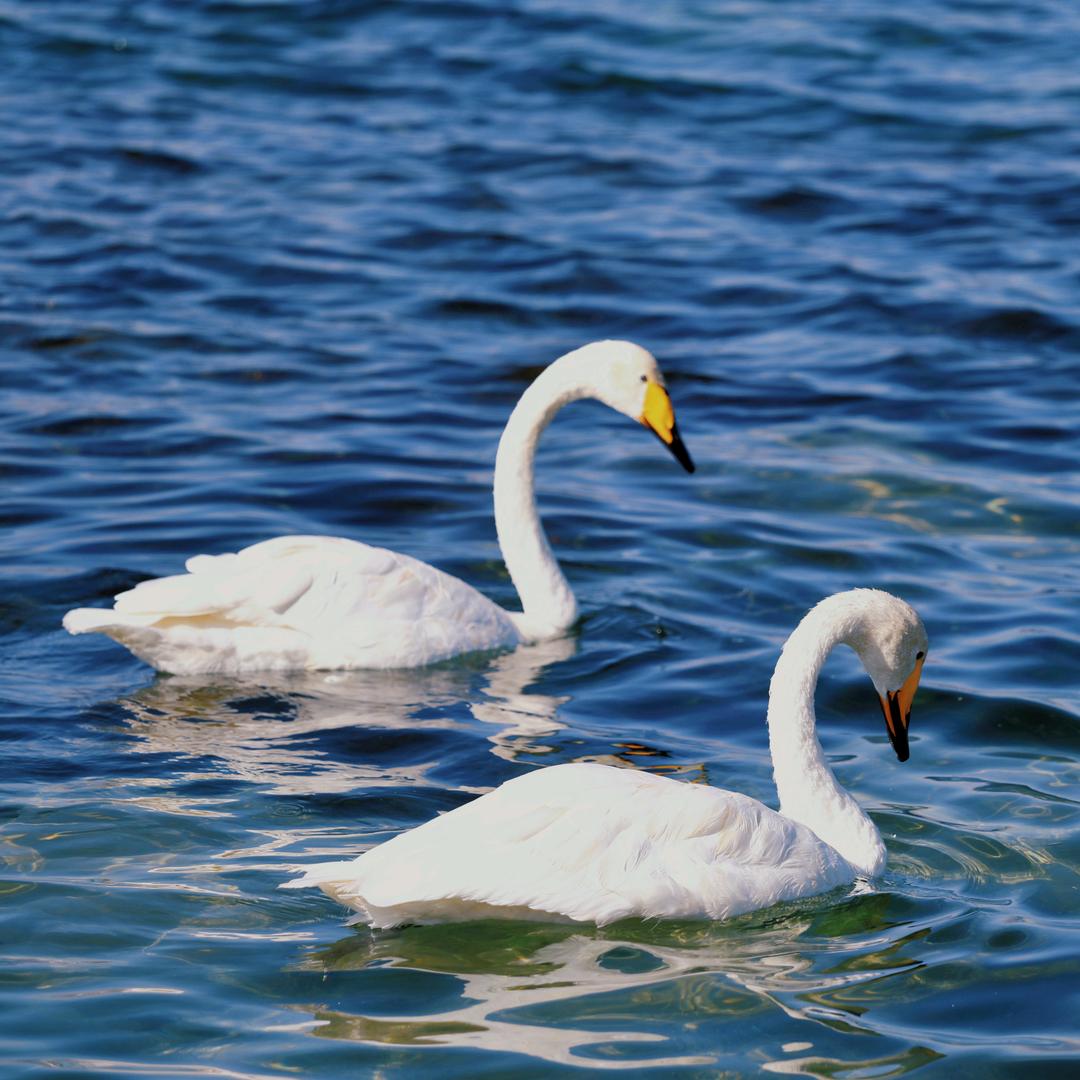 💖新疆💞大侦探💞