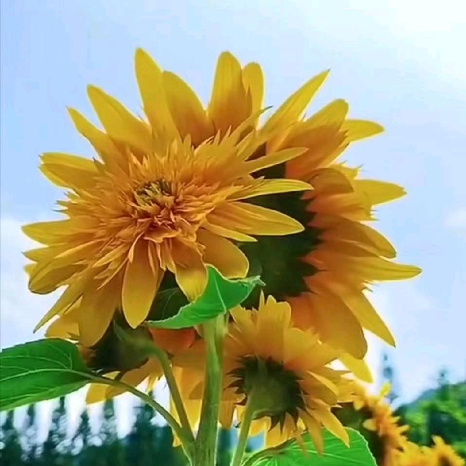 竹叶青