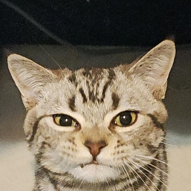 不是鸡米花是雪花´