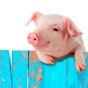 养猪雅雅妹儿🍥