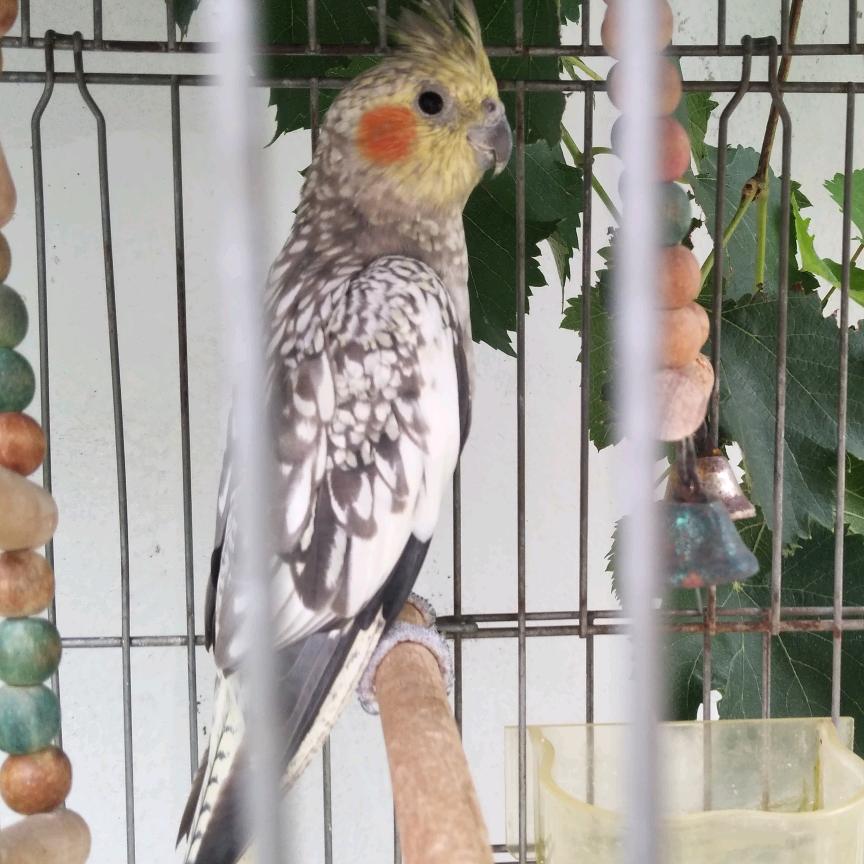 芦苇
