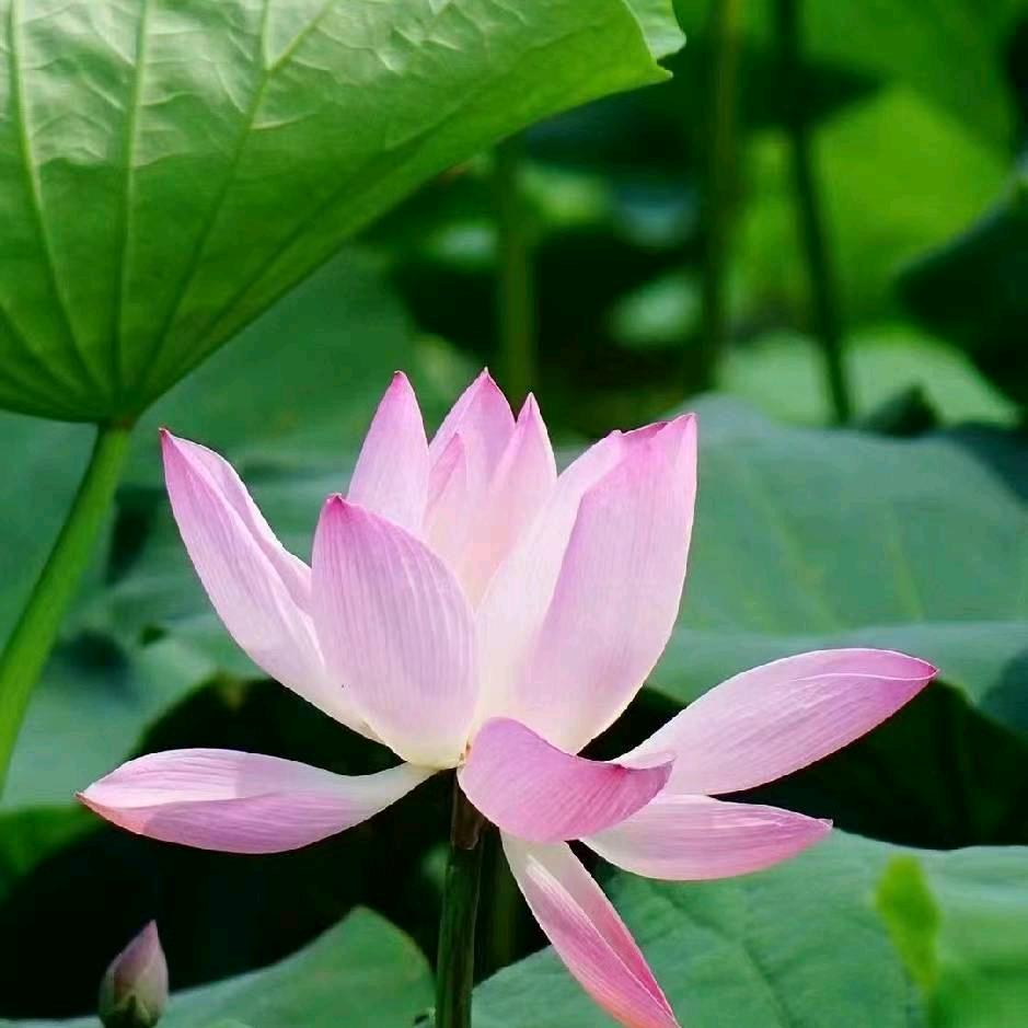 梅花易数