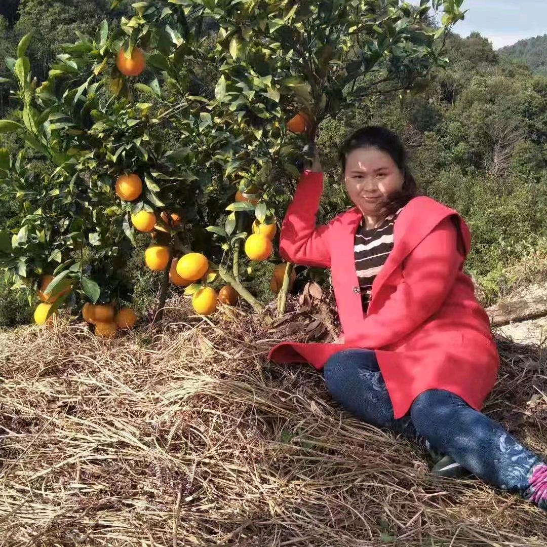 初恋橙农产品