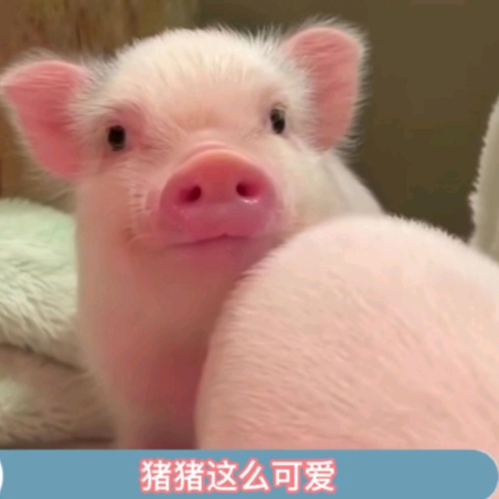 小老虎不吃素