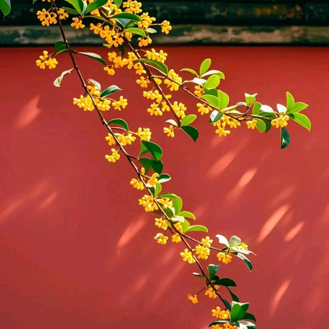YoGo·桂芬芳