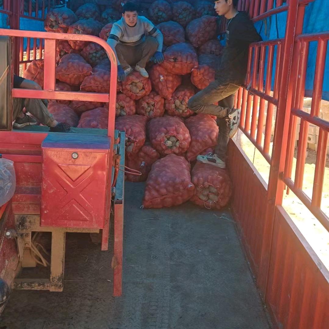 要大三包土豆联系我